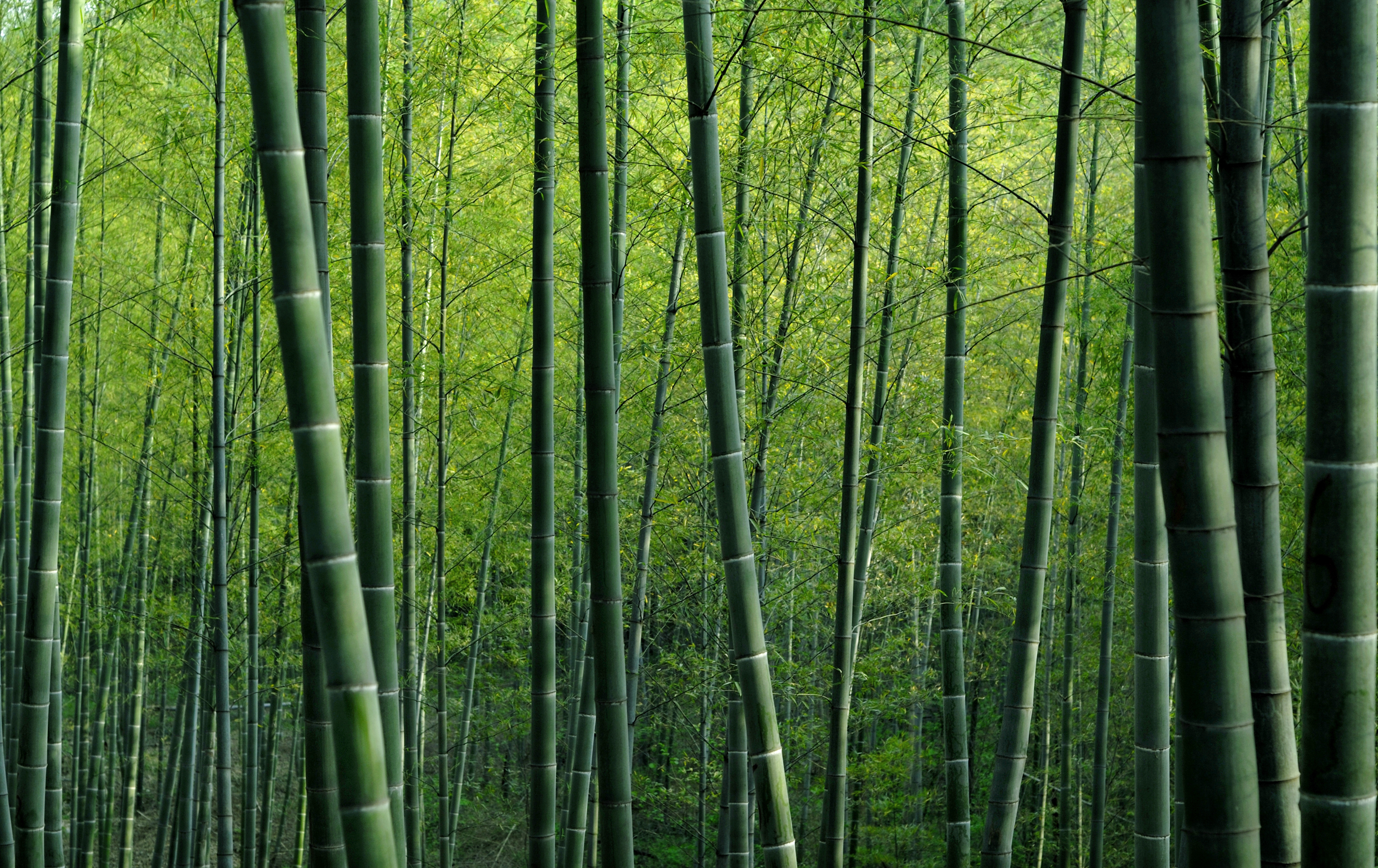 Bamboo fiber material source
